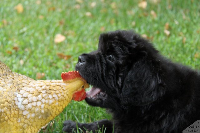 Фотография № 72067