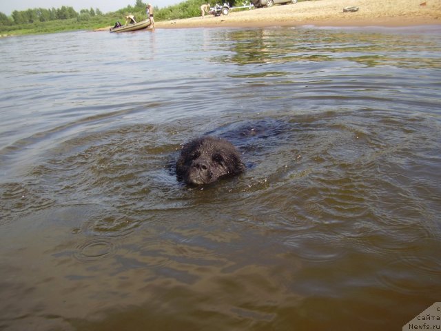 Фото: ньюфаундленд Ol'bar de Zor Idiliya (Ольбар де Зор Идилия)