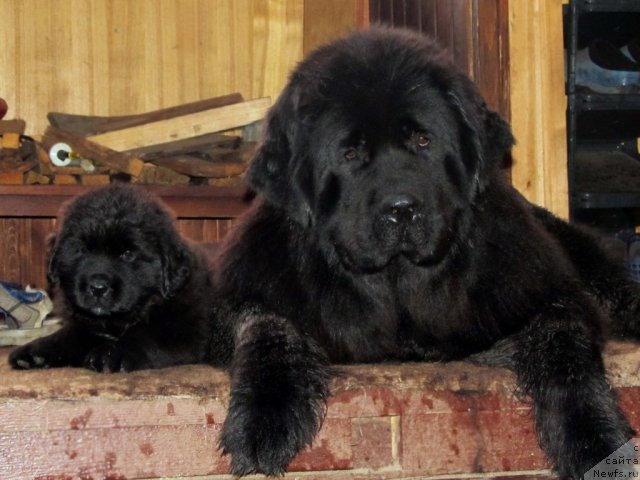 Фотография № 72085