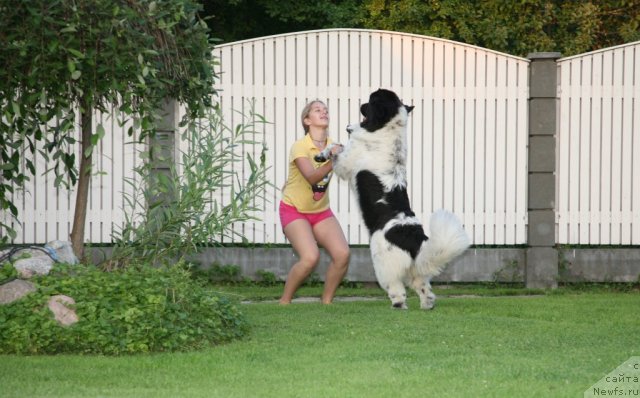 Фото: ньюфаундленд Akvian Song Zero Graviti (Аквиан Сонг Зеро Гравити)