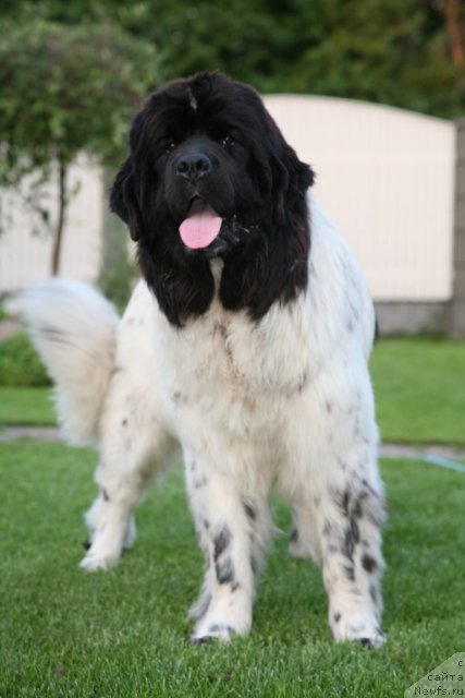 Фото: ньюфаундленд Akvian Song Zero Graviti (Аквиан Сонг Зеро Гравити)