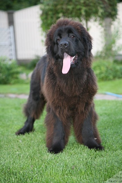 Фото: ньюфаундленд Sent Djons Handsel for Me (Сент Джонс Хендсел фо Ми)