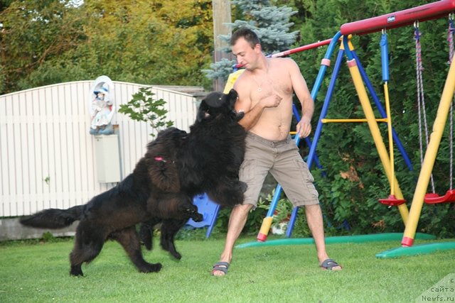 Фото: ньюфаундленд Gimenej Golden Star, ньюфаундленд Sent Djons Handsel for Me (Сент Джонс Хендсел фо Ми), Aleksandr Rozenfel'd (Александр Розенфельд)