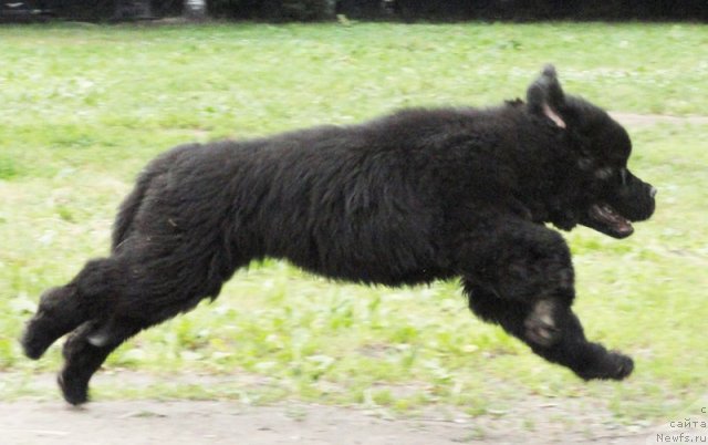 Фото: Бегущая по волнам Зефирин Друэн