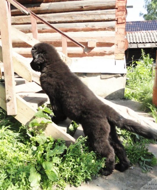 Фото: ньюфаундленд Beguschaya po Volnam Dancing Queen (Бегущая по Волнам Дансинг Квин)