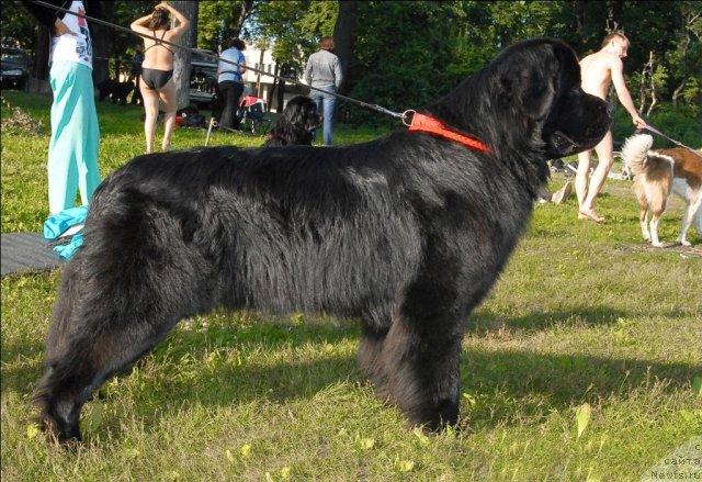 Фото: ньюфаундленд Aquatoriya Kelvin Kadril (Акватория Келвин Кадриль)