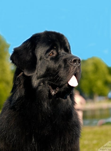 Фото: ньюфаундленд Aquatoriya Kelvin Kadril (Акватория Келвин Кадриль)