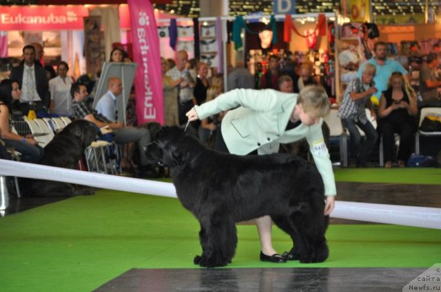 Фото: Show Must Go On de Anmalamual