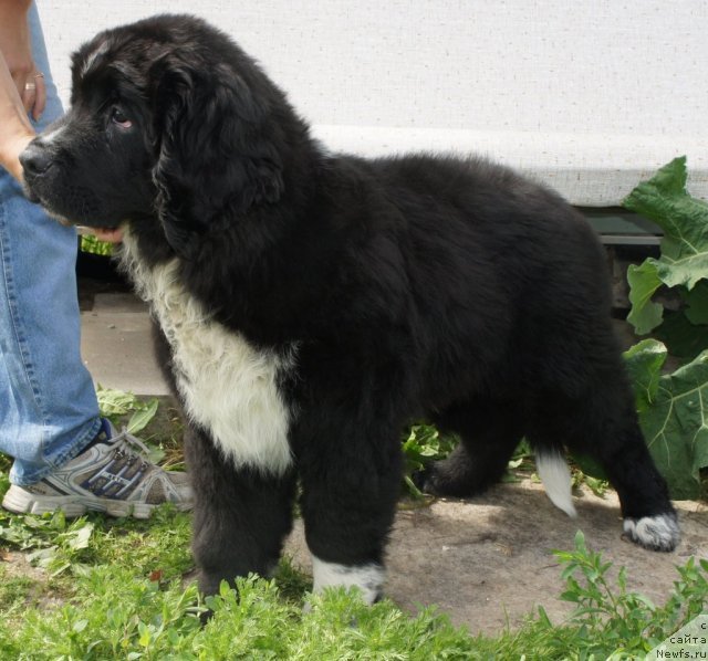 Фото: ньюфаундленд Piternyuf Enigma (Питерньюф Енигма)