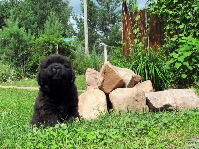 Фото: ньюфаундленд Byella Moss Citerius (Бэлла Мосс Цитериус)