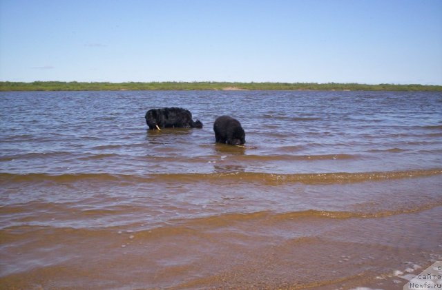 Фото: ньюфаундленд Beguschaya po Volnam Zero Kool (Бегущая по Волнам Зеро Коол)