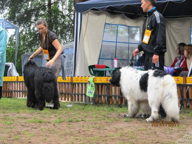 Фото: ньюфаундленд Aquatoriya Kelvin Olympus (Акватория Келвин Олимпус), ньюфаундленд Akvian Song Zefir (Аквиан Сонг Зефир)