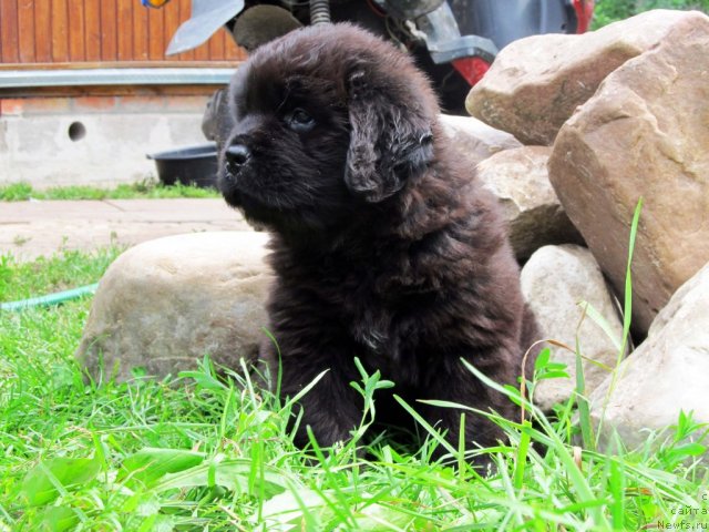 Фото: ньюфаундленд Byella Moss Citerius (Бэлла Мосс Цитериус)