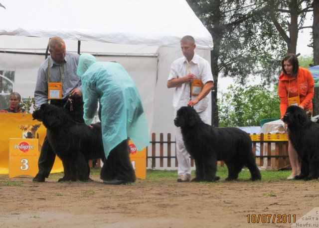 Фото: ньюфаундленд Ih Vyisochestvo Valensiya Vud (Их Высочество Валенсия Вуд), ньюфаундленд Ih Visochestvo Vilana Blum (Их Высочество Вилана Блум), Aleksey Stupnikov (Алексей Ступников), ньюфаундленд Ih Visochestvo Gloria Airis (Их Высочество Глория Айрис), Marina Goroshenko (Марина Горошенко)