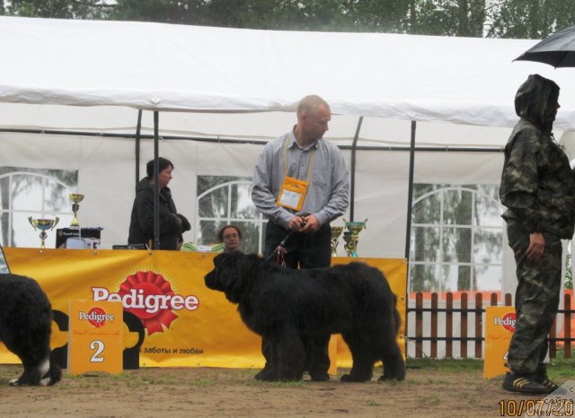 Фото: ньюфаундленд Ih Vyisochestvo Valensiya Vud (Их Высочество Валенсия Вуд)