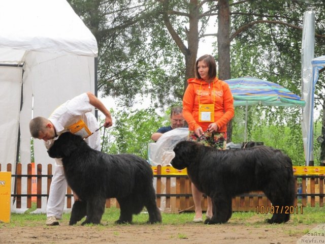 Фото: ньюфаундленд Ih Visochestvo Vilana Blum (Их Высочество Вилана Блум), Aleksey Stupnikov (Алексей Ступников), ньюфаундленд Ih Visochestvo Gloria Airis (Их Высочество Глория Айрис), Marina Goroshenko (Марина Горошенко)