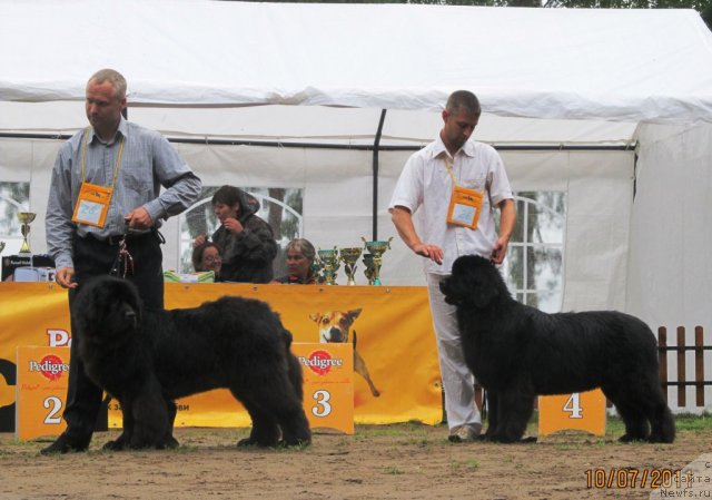 Фото: ньюфаундленд Ih Vyisochestvo Valensiya Vud (Их Высочество Валенсия Вуд), Aleksey Stupnikov (Алексей Ступников), ньюфаундленд Ih Visochestvo Vilana Blum (Их Высочество Вилана Блум)