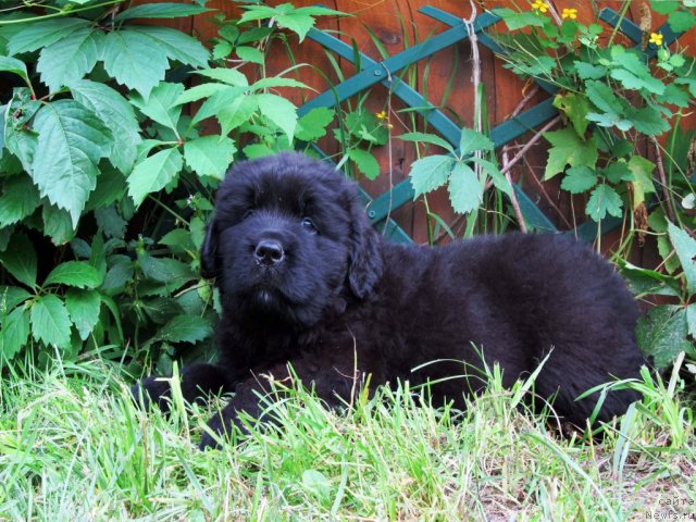 Фото: ньюфаундленд Byella Moss Cellarius (Бэлла Мосс Целлариус)