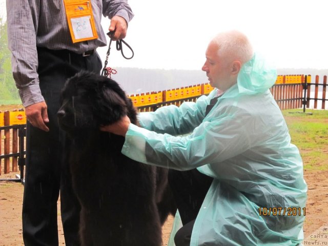 Фото: ньюфаундленд Ih Vyisochestvo Valensiya Vud (Их Высочество Валенсия Вуд)