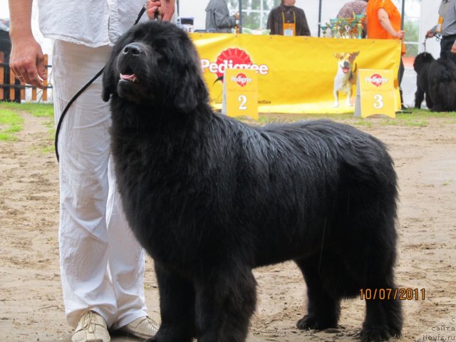 Фото: ньюфаундленд Ih Visochestvo Vilana Blum (Их Высочество Вилана Блум)