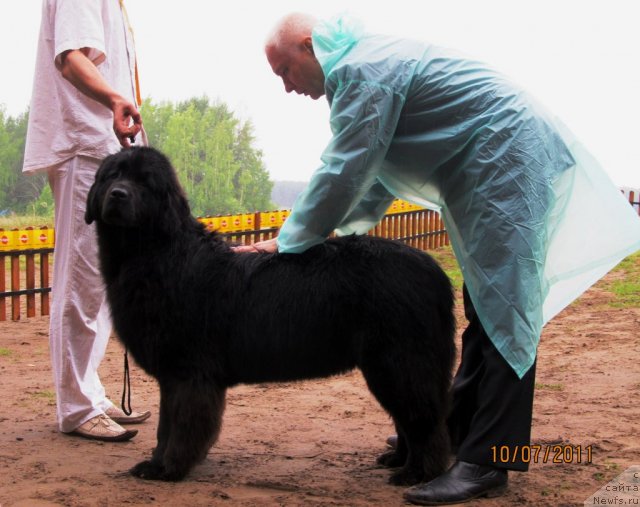 Фото: ньюфаундленд Ih Visochestvo Vilana Blum (Их Высочество Вилана Блум)