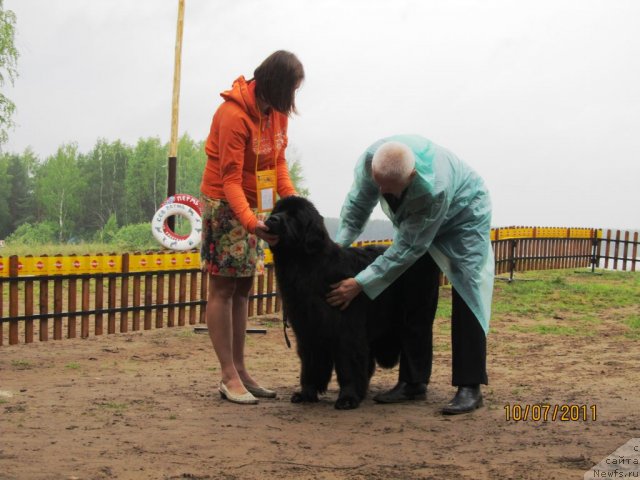 Фото: ньюфаундленд Ih Visochestvo Gloria Airis (Их Высочество Глория Айрис), Marina Goroshenko (Марина Горошенко)