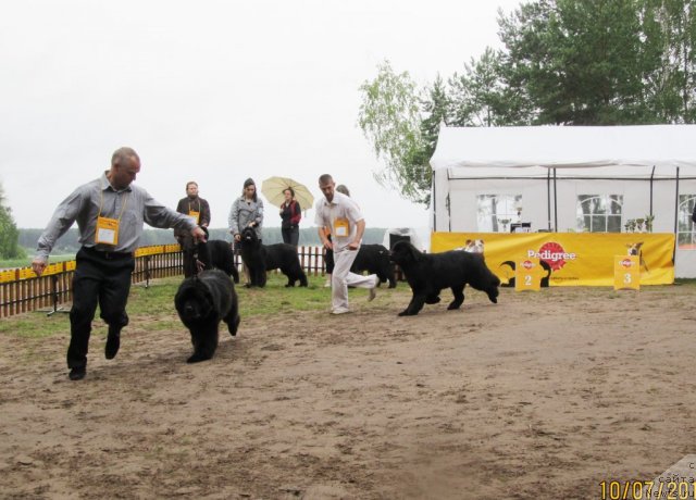 Фото: ньюфаундленд Ih Vyisochestvo Valensiya Vud (Их Высочество Валенсия Вуд), Aleksey Stupnikov (Алексей Ступников), ньюфаундленд Ih Visochestvo Vilana Blum (Их Высочество Вилана Блум)