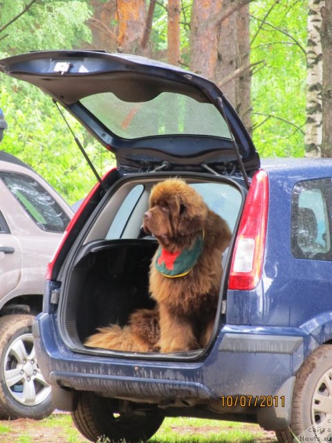 Фото: ньюфаундленд Komandor iz Medvej'ego YAra (Командор из Медвежьего Яра)