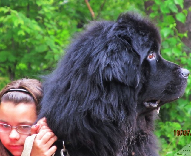 Фото: ньюфаундленд Kapitan N'yufort (Капитан Ньюфорт)