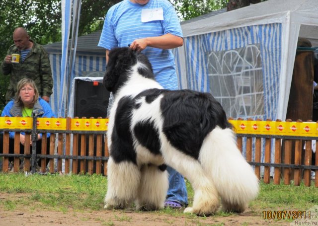 Фото: ньюфаундленд Super Premium Zhodo Ferolli (Супер Премиум Жодо Феролли)