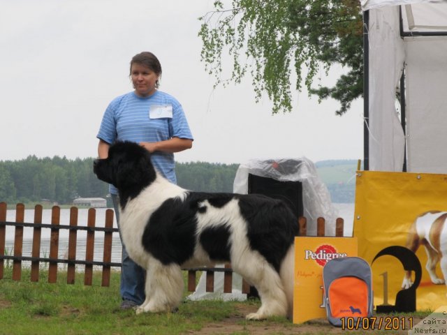 Фото: ньюфаундленд Super Premium Zhodo Ferolli (Супер Премиум Жодо Феролли)