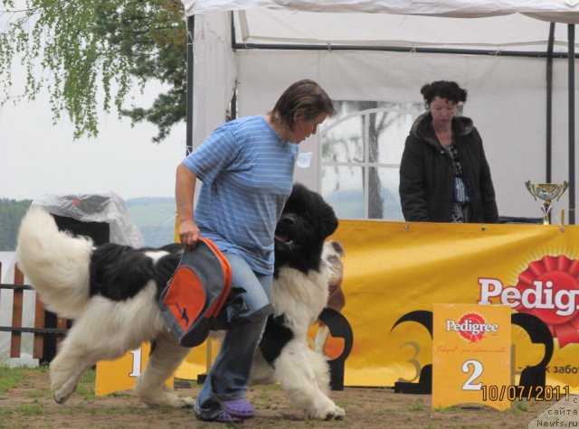 Фото: ньюфаундленд Super Premium Zhodo Ferolli (Супер Премиум Жодо Феролли)