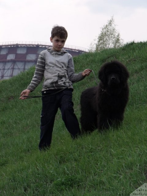 Фото: ньюфаундленд Andante Boss (Анданте Босс)