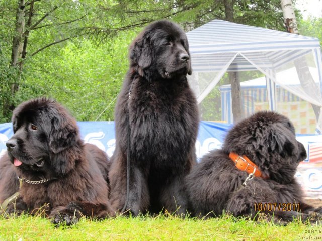 Фото: ньюфаундленд Ih Visochestvo Gloria Airis (Их Высочество Глория Айрис), ньюфаундленд Ih Visochestvo Vilana Blum (Их Высочество Вилана Блум), ньюфаундленд Ih Vyisochestvo Vladlena Madjiks (Их Высочество Владлена Маджикс)