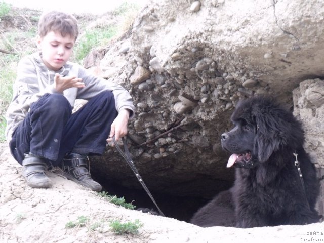 Фото: ньюфаундленд Andante Boss (Анданте Босс)