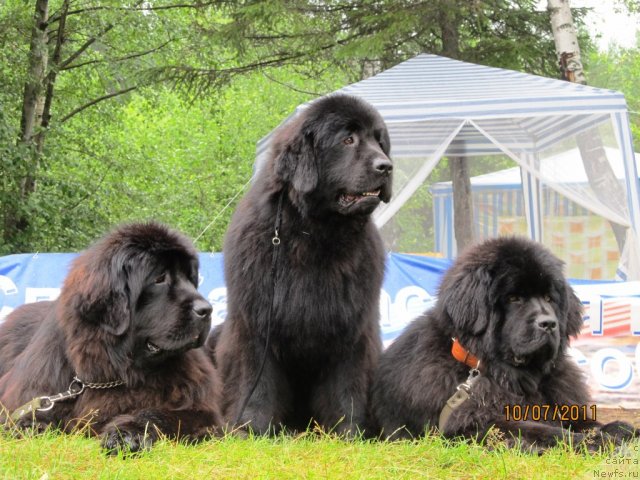 Фото: ньюфаундленд Ih Visochestvo Gloria Airis (Их Высочество Глория Айрис), ньюфаундленд Ih Visochestvo Vilana Blum (Их Высочество Вилана Блум), ньюфаундленд Ih Vyisochestvo Vladlena Madjiks (Их Высочество Владлена Маджикс)