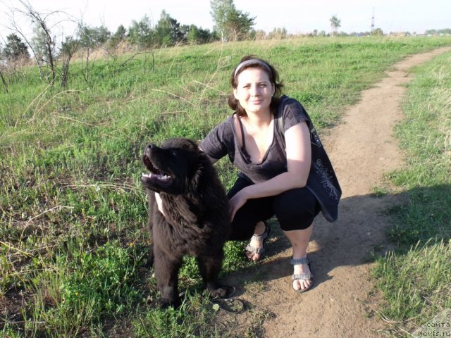 Фото: ньюфаундленд Andante Boss (Анданте Босс)