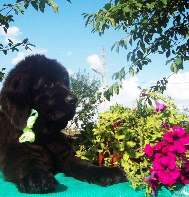 Фото: ньюфаундленд Jarkiy Poceluy (Жаркий Поцелуй)