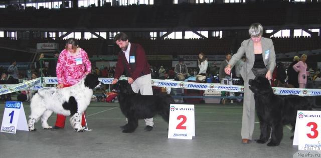 Фото: ньюфаундленд Kloofbears Lancelot for Sent Djons, ньюфаундленд SHanejka iz Kalachinska (Шанежка из Калачинска), ньюфаундленд Djentli Bon iz Medvej'ego YAra (Джентли Бон из Медвежьего Яра)