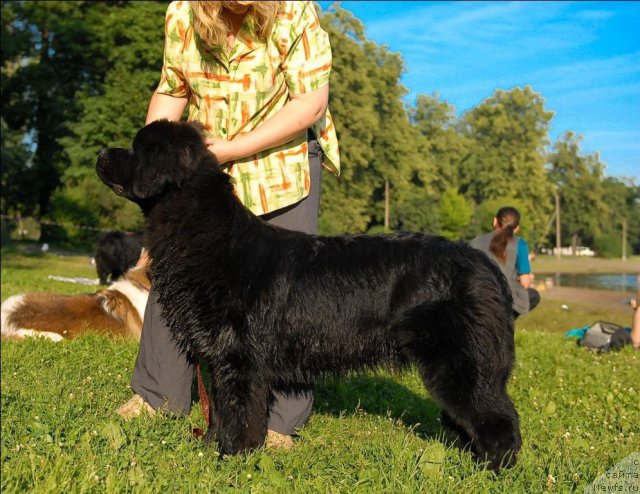 Фото: ньюфаундленд Tselogo Mira Malo iz Arkaima (Целого Мира Мало из Аркаима)