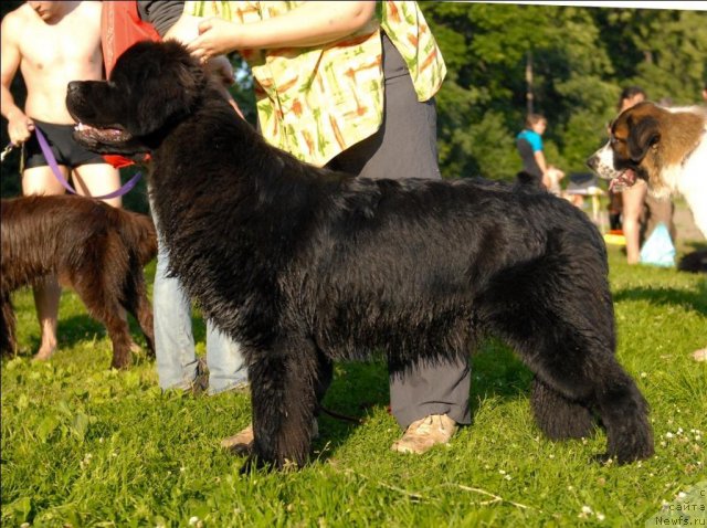 Фото: ньюфаундленд Tselogo Mira Malo iz Arkaima (Целого Мира Мало из Аркаима)