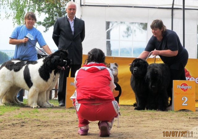 Фото: Nataliya Snigireva (Наталия Снигирева), ньюфаундленд Super Premium Zhodo Ferolli (Супер Премиум Жодо Феролли), ньюфаундленд Super Premium Zheneva (Супер Премиум Женева), Irina Gabova (Ирина Габова), ньюфаундленд Aquatoriya Kelvin Zaznoba (Акватория Келвин Зазноба), ньюфаундленд Aquatoriya Kelvin Olympus (Акватория Келвин Олимпус)