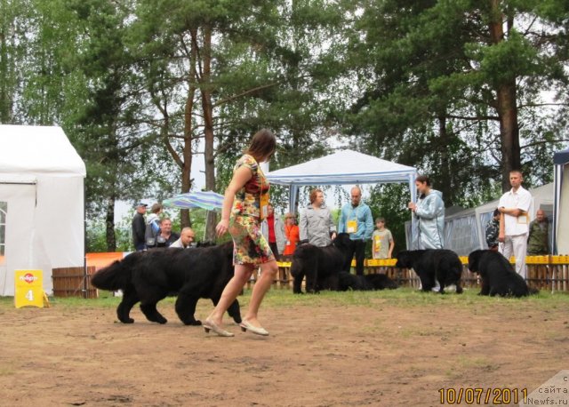 Фото: ньюфаундленд Ih Visochestvo Gloria Airis (Их Высочество Глория Айрис), Marina Goroshenko (Марина Горошенко)