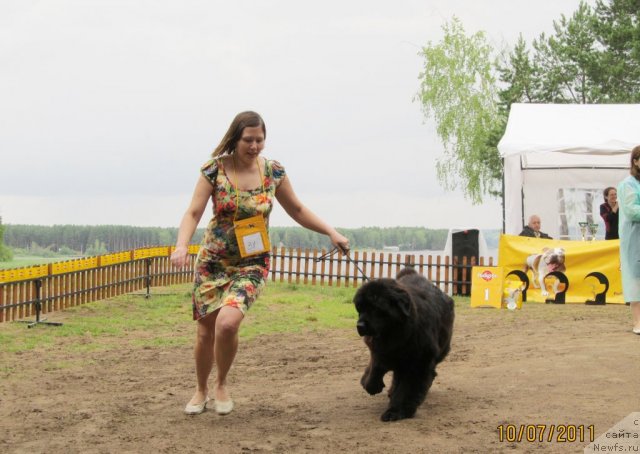 Фото: ньюфаундленд Ih Visochestvo Gloria Airis (Их Высочество Глория Айрис), Marina Goroshenko (Марина Горошенко)