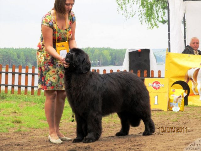 Фото: ньюфаундленд Ih Visochestvo Gloria Airis (Их Высочество Глория Айрис), Marina Goroshenko (Марина Горошенко)