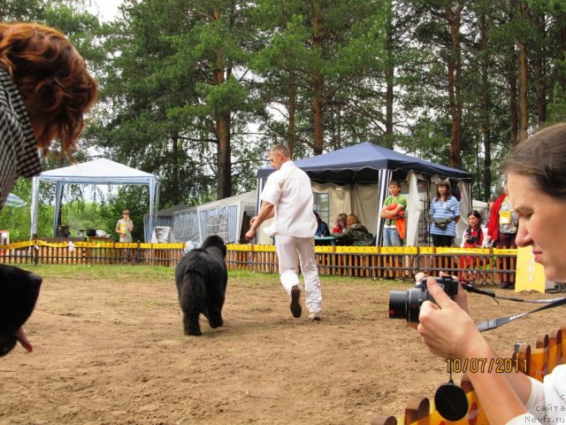 Фото: ньюфаундленд Ih Visochestvo Vilana Blum (Их Высочество Вилана Блум), Aleksey Stupnikov (Алексей Ступников)