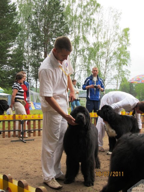 Фото: ньюфаундленд Ih Visochestvo Vilana Blum (Их Высочество Вилана Блум), Aleksey Stupnikov (Алексей Ступников)