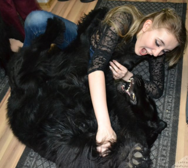 Фото: ньюфаундленд Fortuna of Giant's Island, и Наташа