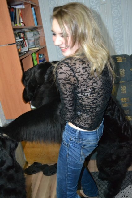 Фото: ньюфаундленд Fortuna of Giant's Island, и Наташа