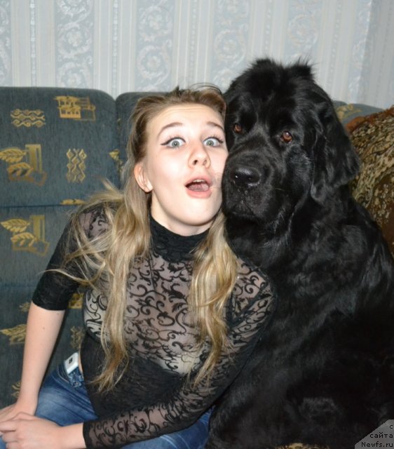 Фото: ньюфаундленд Gloriya Grand Blek (Глория Гранд Блек), и Наташа